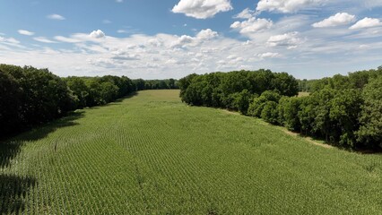 Farming growing corn in American countryside that provides food for families across USA beautiful landscapes