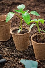 Seedlings in peat pots with garden tools on the soil. The concept of gardening and agriculture.