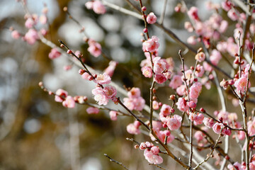 ウメ「未開紅」