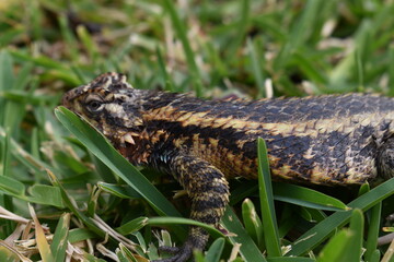Naklejka premium Lizard Natural Habit Mid Side Shot Photograph