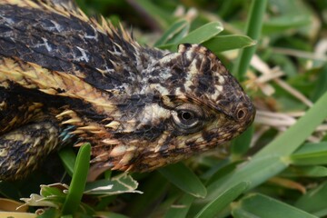 Lizard Natural Habit Head Shot Photograph