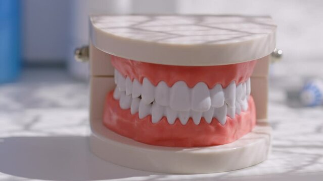 Model of a human jaw on a white surface