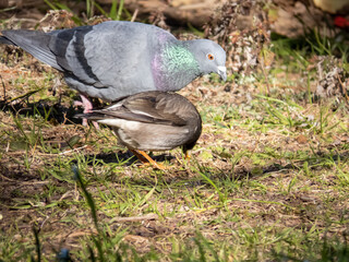 えさを探す椋鳥と鳩