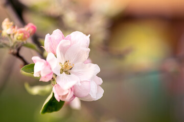 Fototapeta na wymiar Apple blossom in a springtime close up, sunny day. Idea of spring and romance