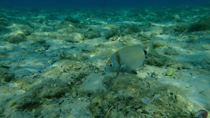 Fototapeta na wymiar Сommon two-banded sea bream or two banded sea bream (Diplodus vulgaris) undersea, Aegean Sea, Greece, Thasos island