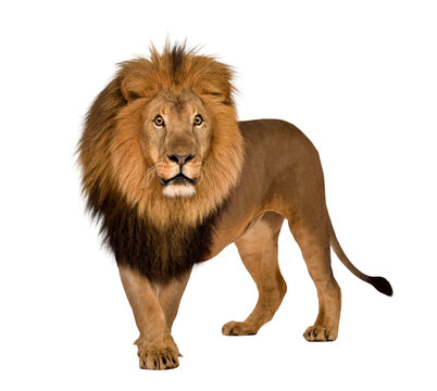 Lion stock images in PNG format © lifeonwhite