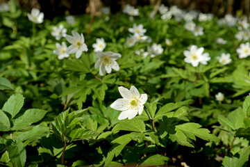 White flowers of Anemone nemorosa (or wood anemone, windflower) in the forest in early spring.