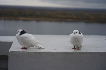 two pigeons on the beach