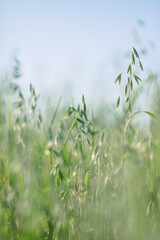 Close up of green oat growing on field, green oats swaying on the blurred background, green oats under blue sky, tender colours