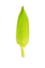 Corn isolated on white background with clipping path.