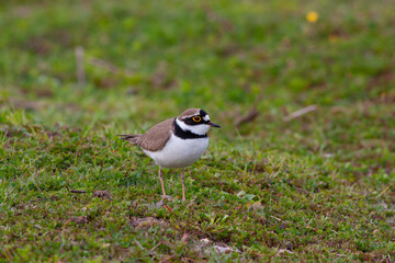 bird on the grass, Little Ringed Plover, Charadrius dubius	
