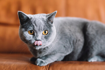British cat with tongue out licking his lips .