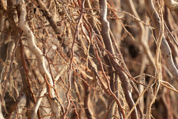 dry tree trunk natural texture