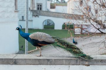 Peacocks in the gardens of Pardubice Castle in Czech