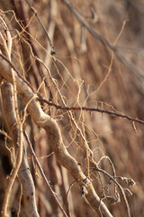 dry tree trunk natural texture