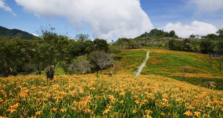 Orange day lily flower field in Taimali Kinchen Mountain in Taitung