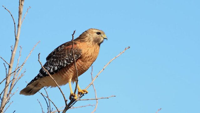 Close up shot of Red-tailed hawk