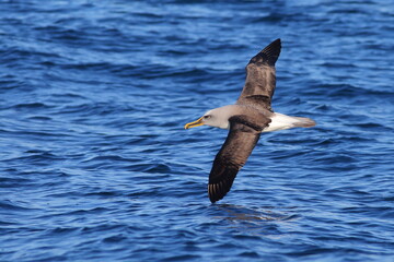 A Buller's albatross or Buller's mollymawk, Thalassarche bulleri (endemic to New Zealand), soaring above the sea, with blue sea background, off Taiaroa Head, Otago Peninsula, New Zealand