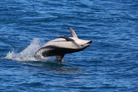 A playful Dusky dolphin (Lagenorhynchus obscurus) jumping off the sea in Kaikoura, New Zealand