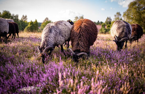 Heidschnucken L&uuml;neburger Heide