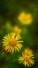 Żółte kwiaty na łące.