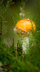 Muchomor © Robert