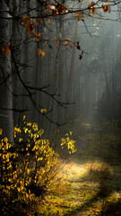 Leśna droga we mgle.