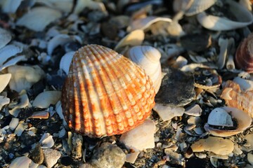 Coquillage