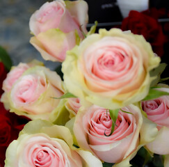 Warm pink roses bouquet
