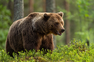 European brown bear in forest at summer - 572692963