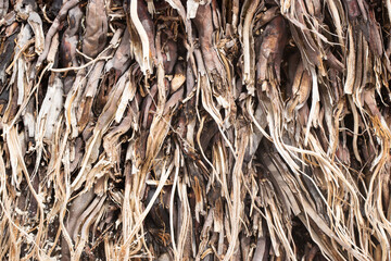 dry tree trunk natural texture