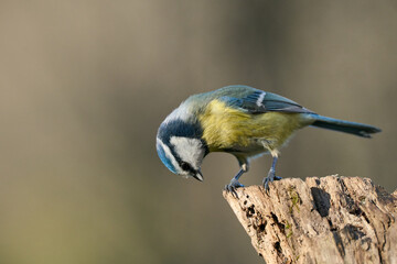 Blue Tit
