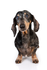 Portrait of an old sad gray-haired dachshund dog, full-length isolated on a white background