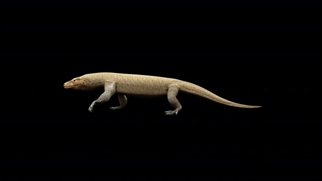 Komodo Dragon Walk Loop 3D Animation With Alpha Video