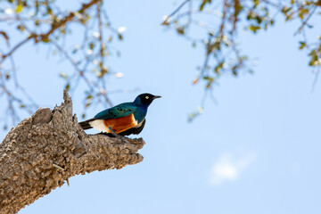Superb starling, Lamprotornis superbus, perched in a tree in the Masai Mara, Kenya, with blue sky and white cloud background
