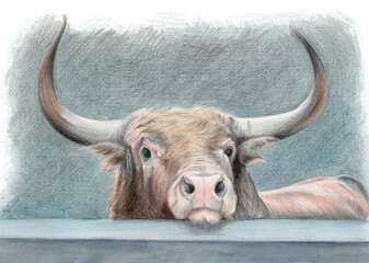 Watercolor pencil illustration of a big bull with beautiful horns behind a low wall