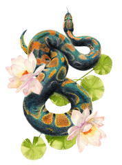 Watercolor pencil illustration of a green snake among flowers of lotus on a blank background 