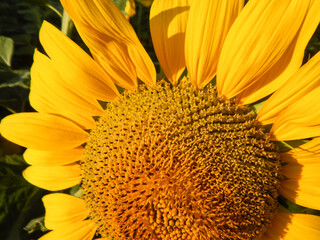 Sunflower, summer, sun, beautiful, flower
