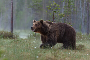 Adult male brown bear in misty bog landscape