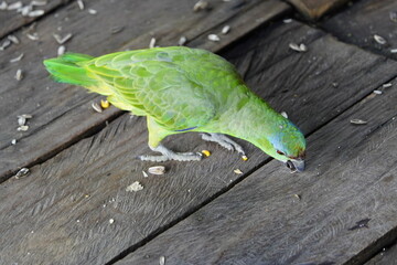 The turquoise-fronted amazon (Amazona aestiva), also called the turquoise-fronted parrot, the blue-fronted amazon and the blue-fronted parrot. Novo Airao, Amazonas, Brazil.