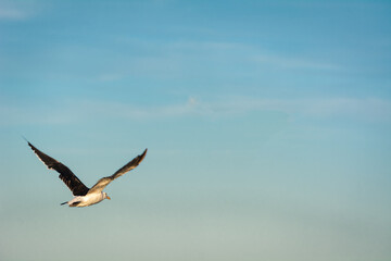 seagull in flight