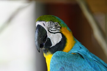 The blue-and-yellow macaw (Ara ararauna), also known as the blue-and-gold macaw, Psittacidae family. Novo Airao, Amazon - Brazil.