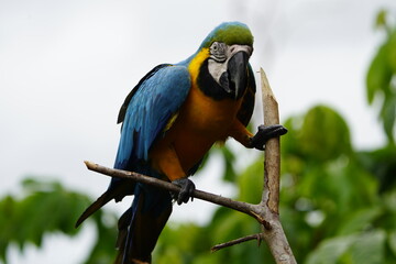 The blue-and-yellow macaw (Ara ararauna), also known as the blue-and-gold macaw, Psittacidae family. Novo Airao, Amazon - Brazil.