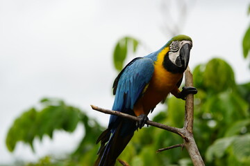 The blue-and-yellow macaw (Ara ararauna), also known as the blue-and-gold macaw, Psittacidae family. Novo Airao, Amazon - Brazil.