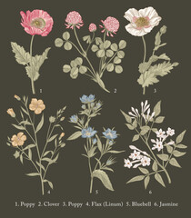 Poppy, Poppies, Clover, Flax, Bluebells, Jasmine. Botany. Set vintage medical realistic isolated flowers herbs. Nature baroque. Drawing engraving sketch retro. Vector background victorian Illustration