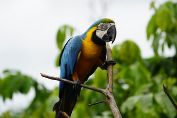 The blue-and-yellow macaw (Ara ararauna), also known as the blue-and-gold macaw, Psittacidae family. Novo Airao, Amazon - Brazil.