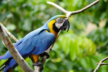 The blue-and-yellow macaw (Ara ararauna), also known as the blue-and-gold macaw, Psittacidae family. Novo Airao, Amazon - Brazil. © guentermanaus