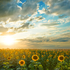 Obraz premium sunflower field at the dramatic sunset, countryside agricultural evening scene