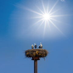 closeup stork nest at summer sunny day