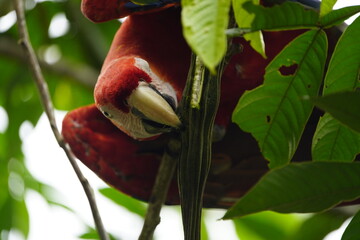 The red-and-green macaw (Ara chloropterus), is a large mostly-red macaw of the Ara genus. Psittacidae family. While eating ice-cream bean from the tree. Novo Airao, Amazonas – Brazil.